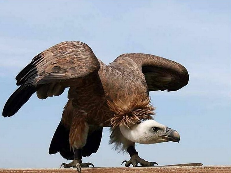 abutre-2