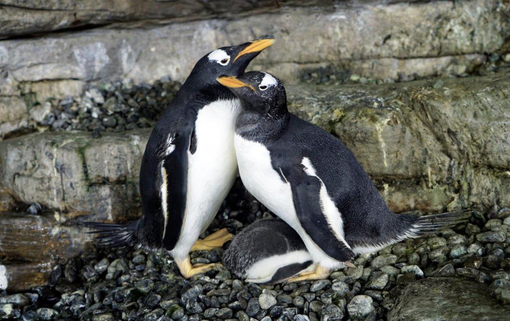 Casal de pinguins fêmeas chocam ovo juntas e adotam&nbsp;cria