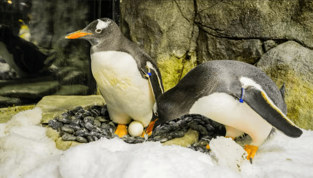Morreu Vale Sphen, o pinguim gay cuja história de amor emocionou o Mundo
