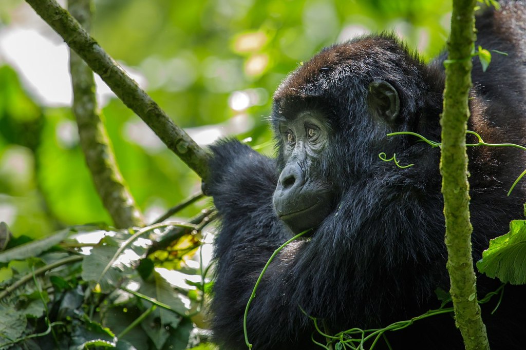 Comportamento homossexual em primatas tem raízes evolutivas profundas, revela novo&nbsp;estudo